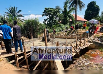 Guéckédou : Les habitants de Farako 2 se mobilisent pour achever un pont abandonné depuis deux ans